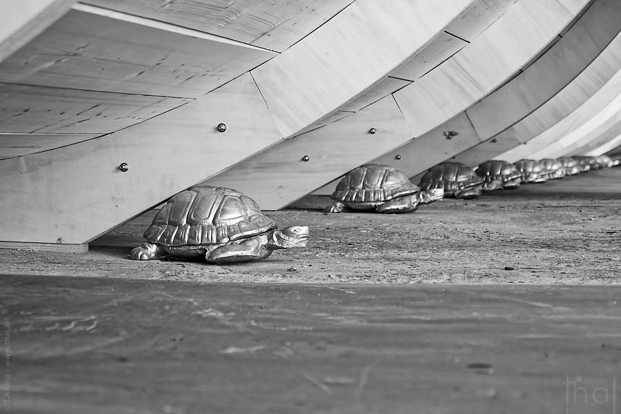 turtles under Monument for People on the Move d'Hans Schabus